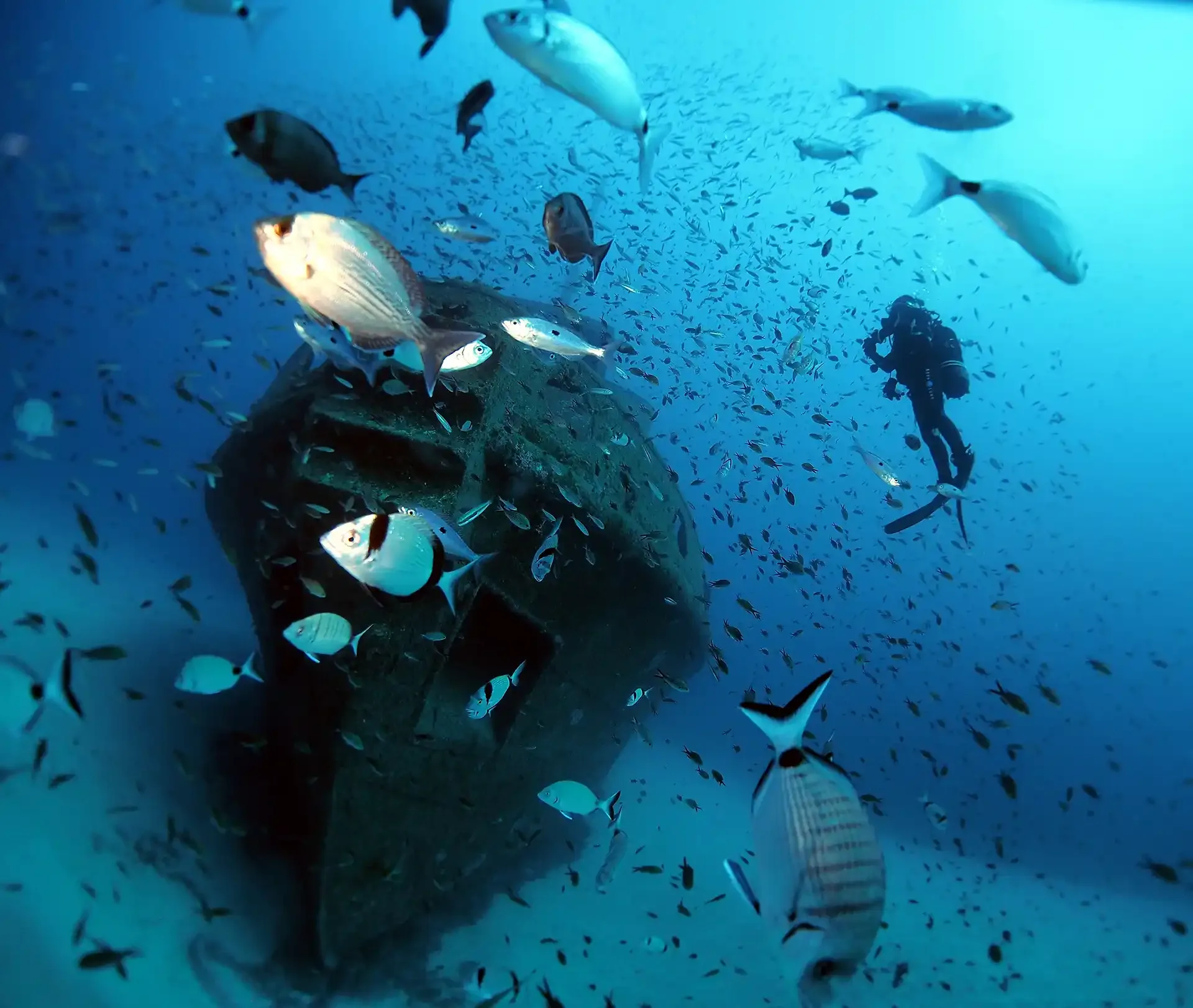 Rozi Wreck