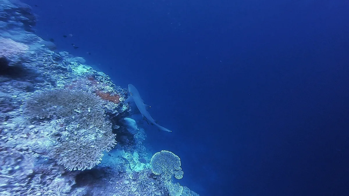 Finger Reef