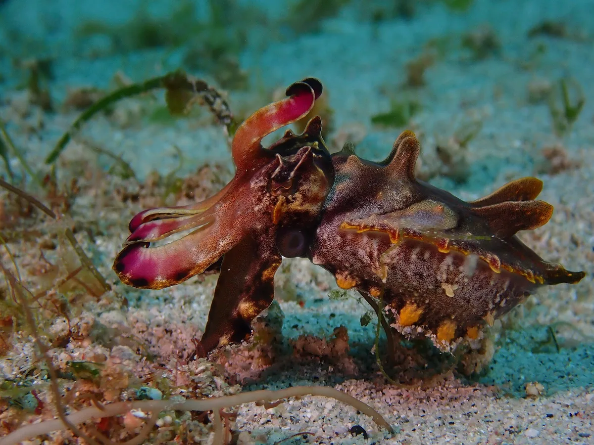 Silica reef