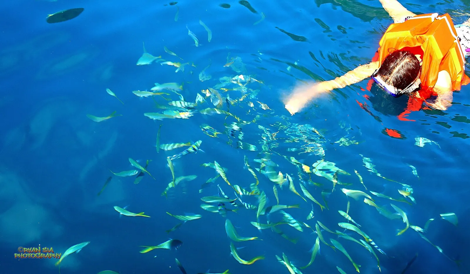 Fish over a Second World War shipwreck in Coron