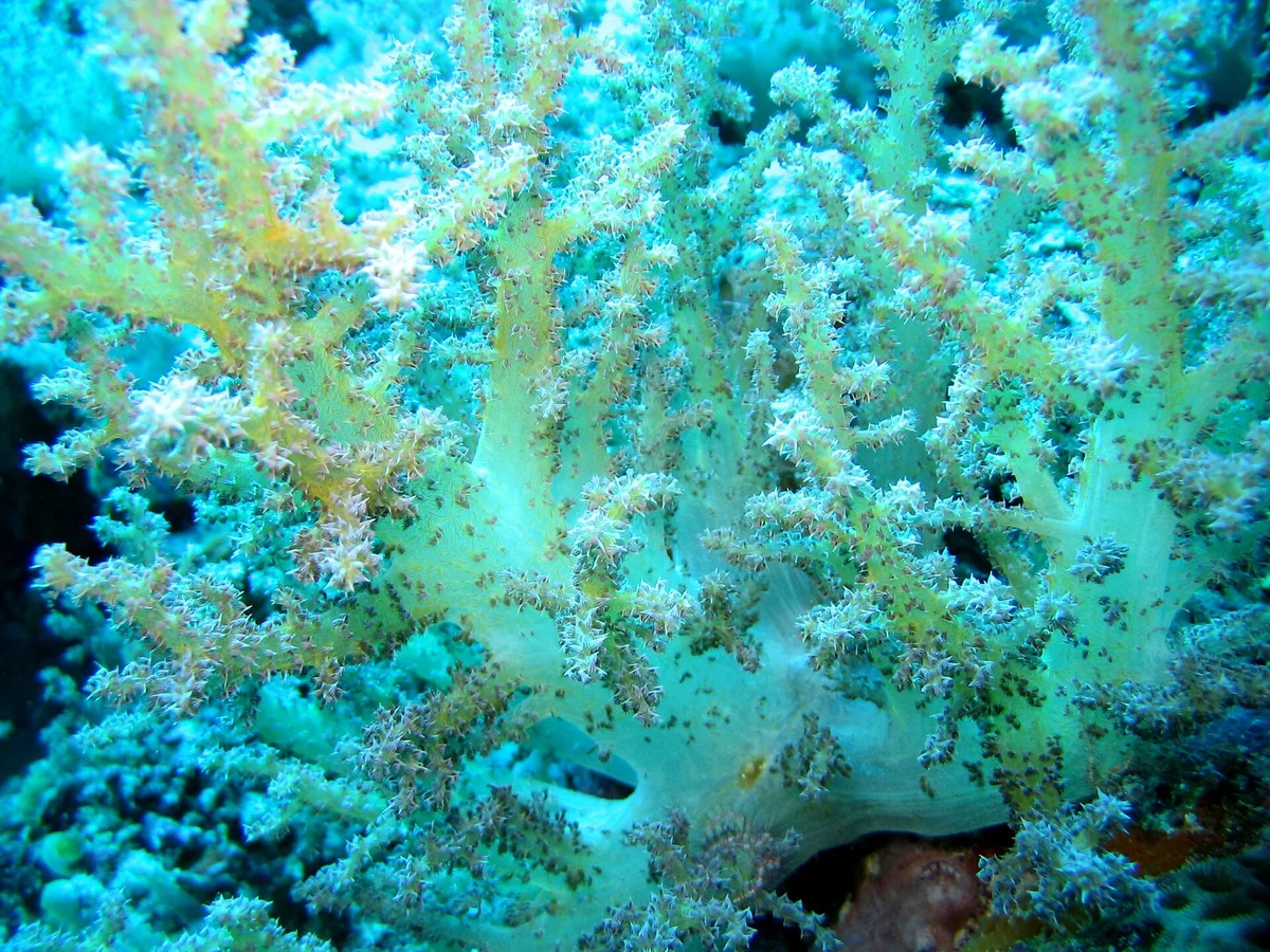Soft coral on a Philippine reef