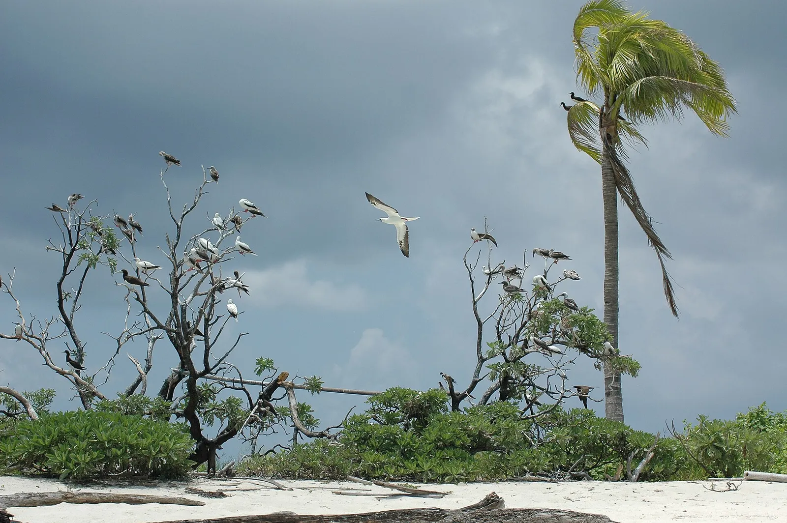 Ranger station island at Tubbataha Reefs